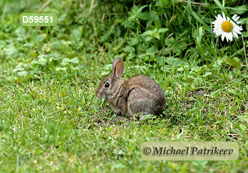 Eastern Cottontail (Sylvilagus floridanus)